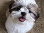 Shitzu Puppies