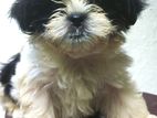 Shih Tzu Puppies