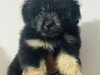 Shih Tzu Puppies