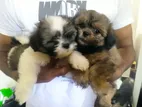 Shitzu Puppies