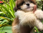 Shih Tzu Puppy