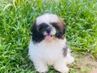 Shitzu Puppy