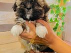 Shih Tzu Puppies