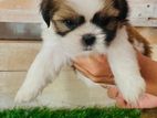 Shitzu Puppies