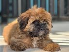 Shih Tzu Puppy