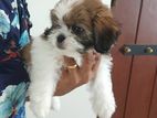 Shitzu Puppy
