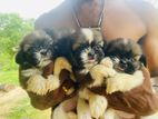 Shihtzu Puppy
