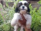 Shih Tzu Puppies