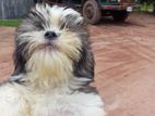 Shih Tzu Puppies