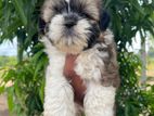 Shih Tzu Puppies