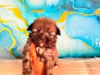 Shitzu Puppy