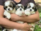Shih Tzu Puppies