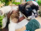 Shihtzu Puppies