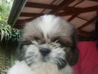 Shitzu Puppy