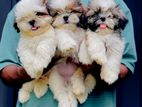 Shitzu Puppies