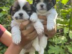 Shihtzu Puppies