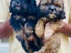 Shih Tzu Puppies