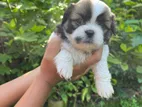 Shih Tzu Puppies