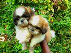 Shih Tzu Puppy