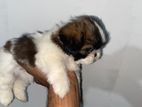 Shih Tzu Puppies