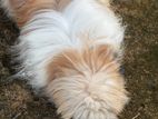 Shih Tzu Dog