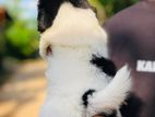 Shitzu Puppy
