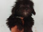 Shitzu Puppy