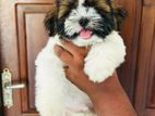 Shitzu Puppies
