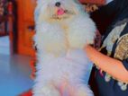 Shih Tzu Puppies