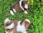 Shih Tzu Puppies