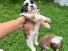 Shih tzu Puppy
