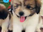 Shih Tzu Puppies