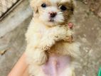 Shitzu Puppy