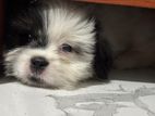 Shitzu Puppy