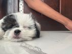 Shih Tzu Puppy