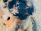 Shih Tzu Puppy