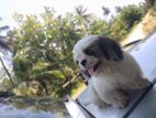 Shih Tzu Puppy