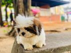 Shitzu Puppies