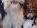 Shitzu Puppies