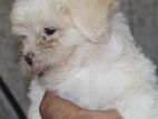 Shihtzu Puppy