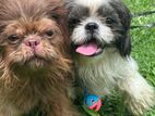 Shih Tzu Puppies