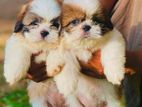 Shih Tzu Puppies