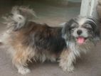 Shih Tzu Male Dog for Crossing