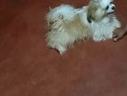 Shitzu Male Dog
