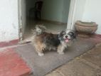 Shih Tzu Male Dog for Crossing