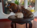 Shih Tzu Male Dog for Crossing