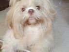 Shitzu Male Dog for Crossing