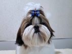 Shih Tzu Male Dog for Crossing