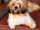 Shih Tzu Male Dog for Crossing
