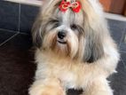 Shitzu Male Dog for Crossing
